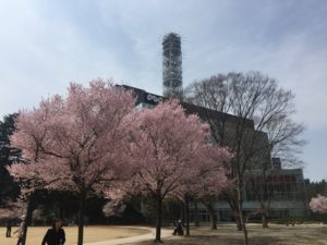 【写真】180402_錦町公園の桜 (3).JPG